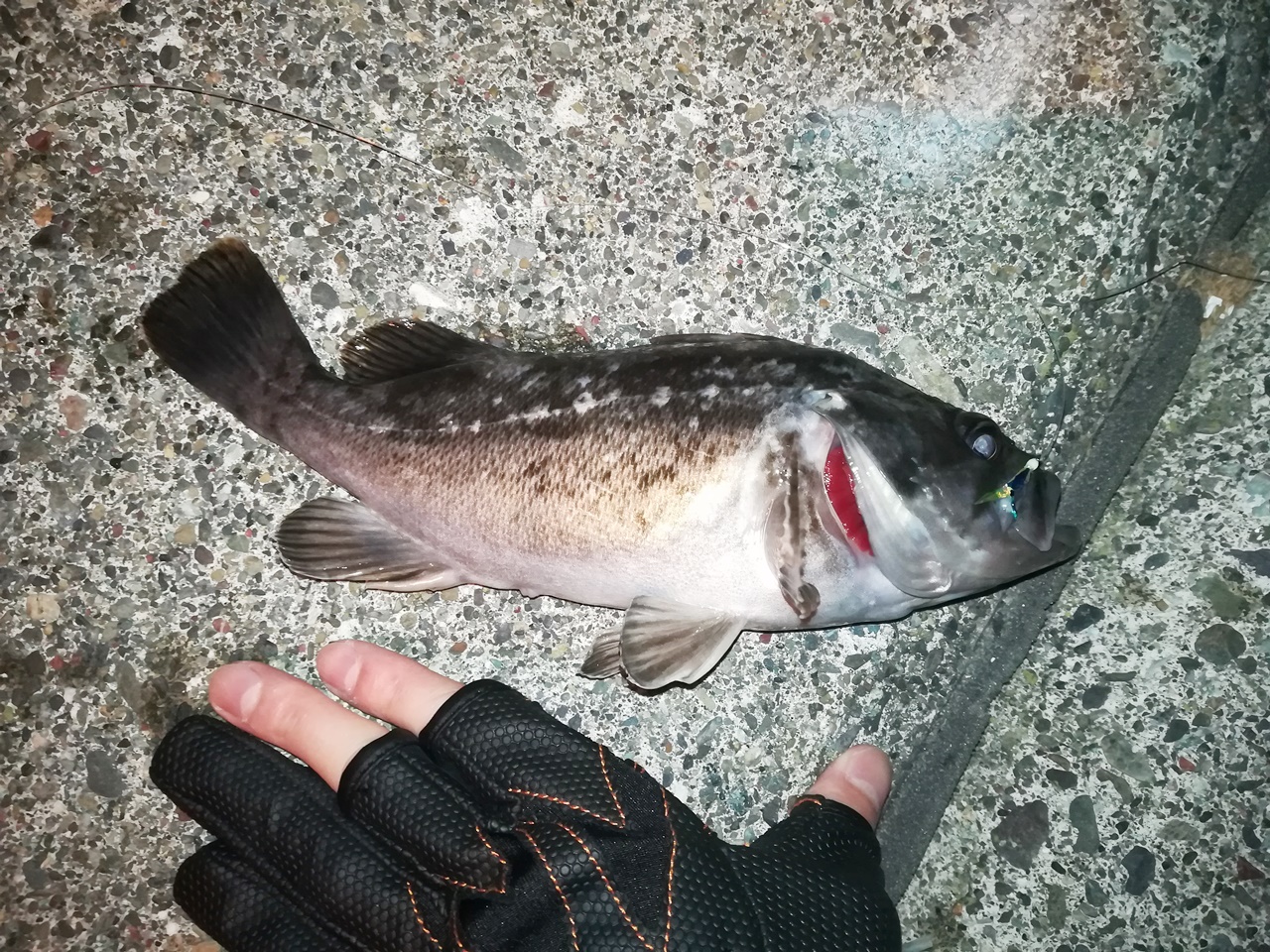 Mancing Hokkaido Monbetsu Hidaka 門別漁港での釣り ソイが沢山釣れた 19 7 21 Japan Indonesia Blog