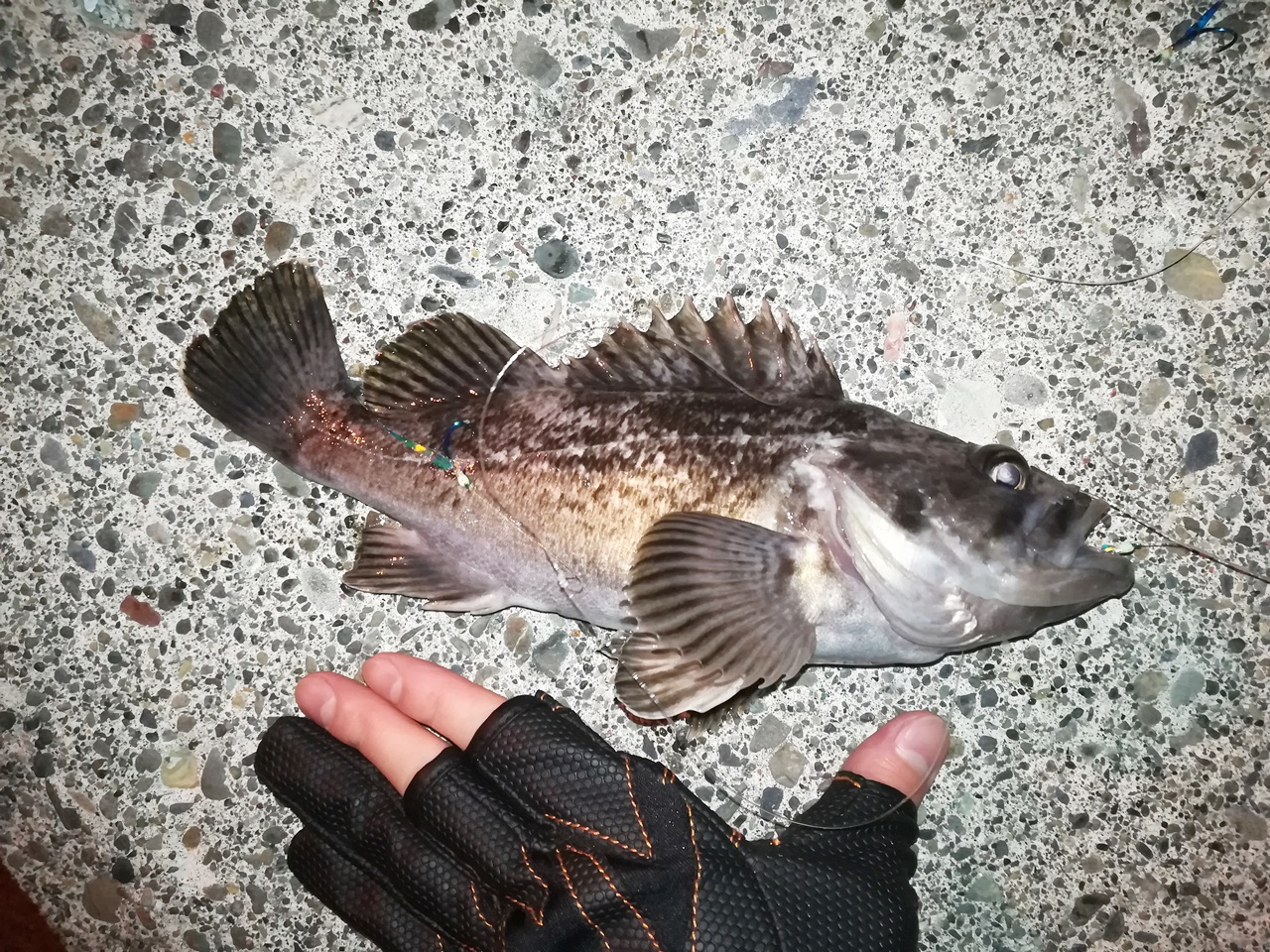 Mancing Hokkaido Monbetsu Hidaka 門別漁港での釣り ソイが沢山釣れた 19 7 21 Japan Indonesia Blog