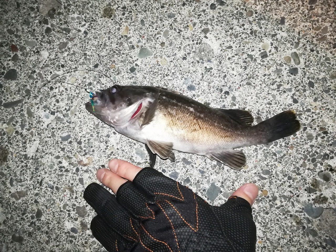 Mancing Hokkaido Monbetsu Hidaka 門別漁港での釣り ソイが沢山釣れた 19 7 21 Japan Indonesia Blog