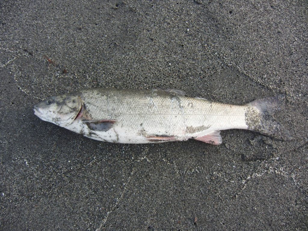 Mancing ページ 8 Japan Indonesia Blog