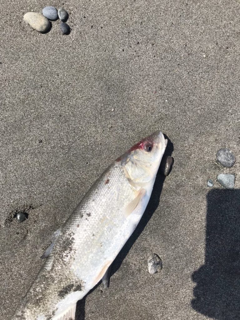 サクラマス狙い 苫小牧サーフでの釣り 勇払埠頭 Memancing Pantai Di Tomakomai Dermaga Yufutsu Japan Indonesia Blog