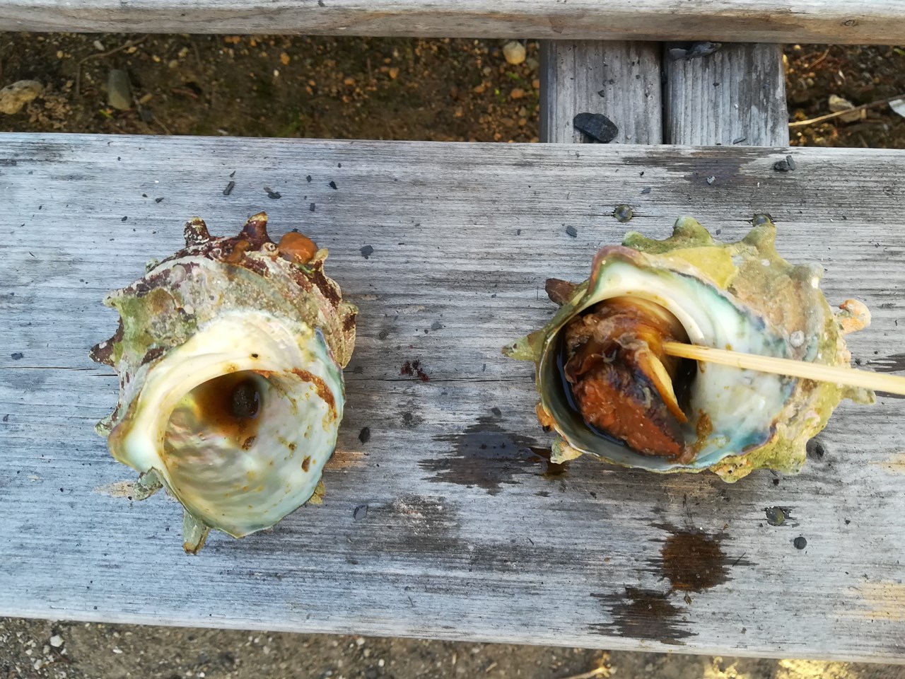 サザエ Japan Indonesia Blog