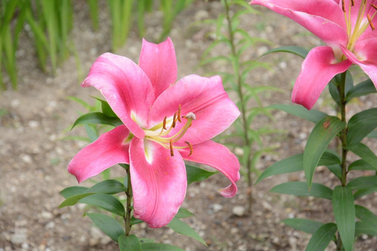 Bunga Lily Yang Indah Berwarna Pink ピンク色の綺麗な百合の花 Japan Indonesia Blog