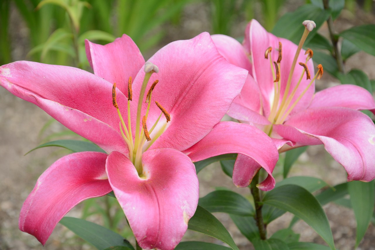 Bunga Lily Yang Indah Berwarna Pink ピンク色の綺麗な百合の花 Japan Indonesia Blog