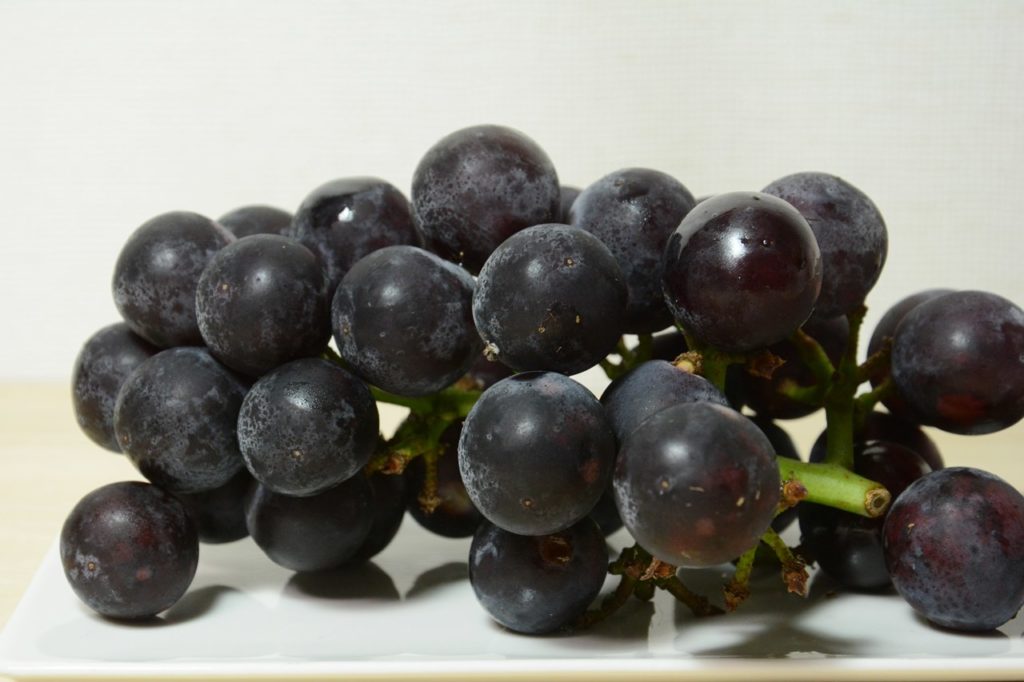 Shine Muscat Japan Indonesia Blog