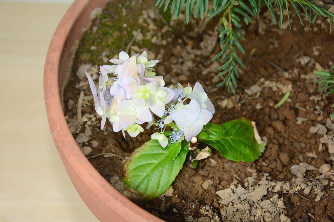 挿し木で育てたアジサイの花が咲いた Hydrangea Flowers Grown On Cuttings Have Bloomed Japan Indonesia Blog