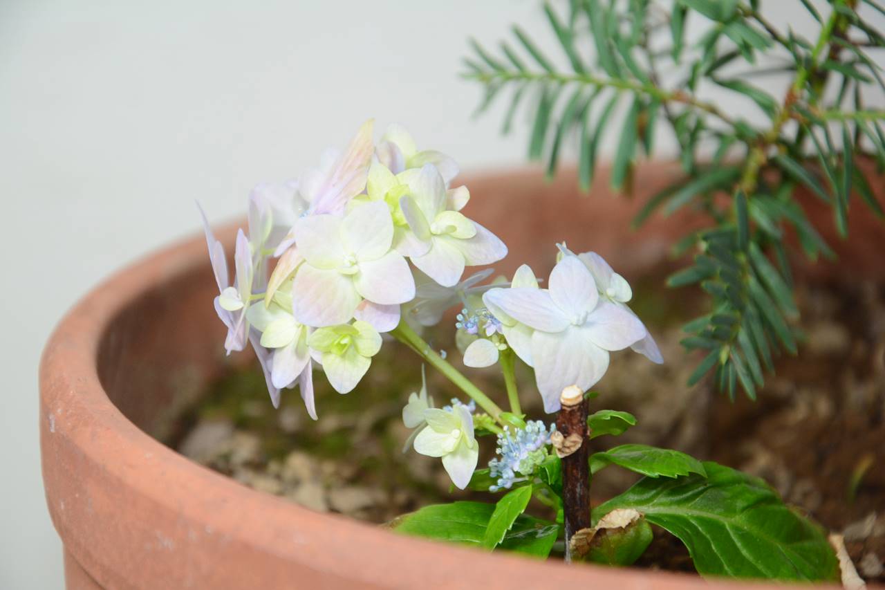 挿し木で育てたアジサイの花が咲いた Hydrangea Flowers Grown On Cuttings Have Bloomed Japan Indonesia Blog