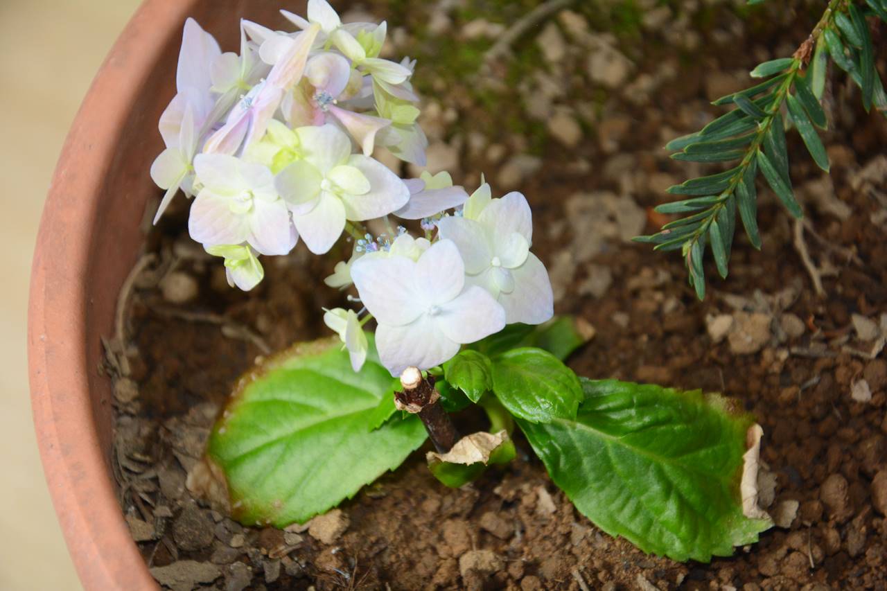 挿し木で育てたアジサイの花が咲いた Hydrangea Flowers Grown On Cuttings Have Bloomed Japan Indonesia Blog