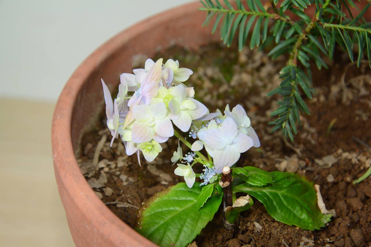 Sebuah Tanaman 植物 Japan Indonesia Blog