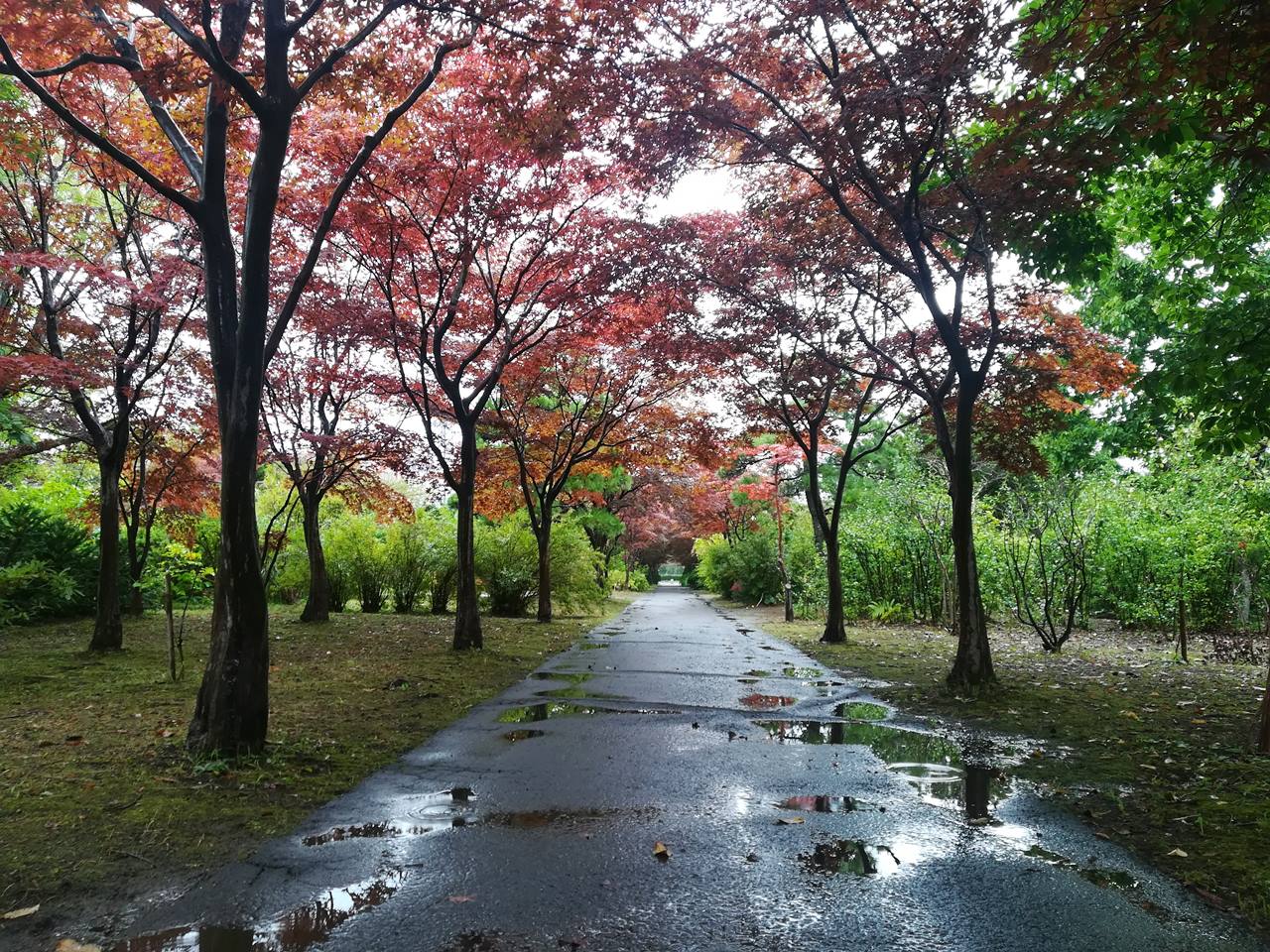 紅葉 Japan Indonesia Blog